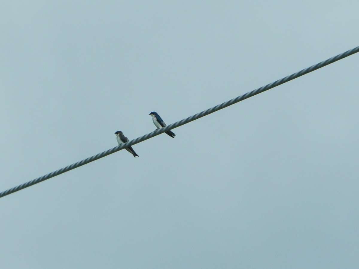 Tree Swallow - ML619578587