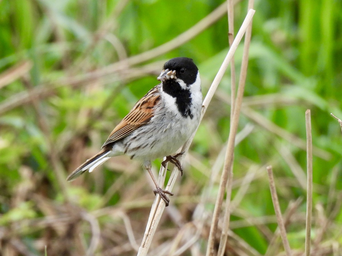 Reed Bunting - Caroline Quinn