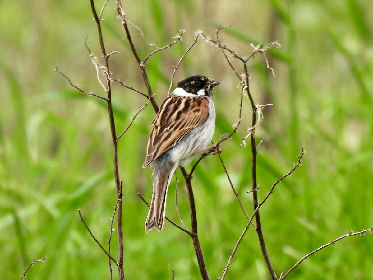 Reed Bunting - Caroline Quinn