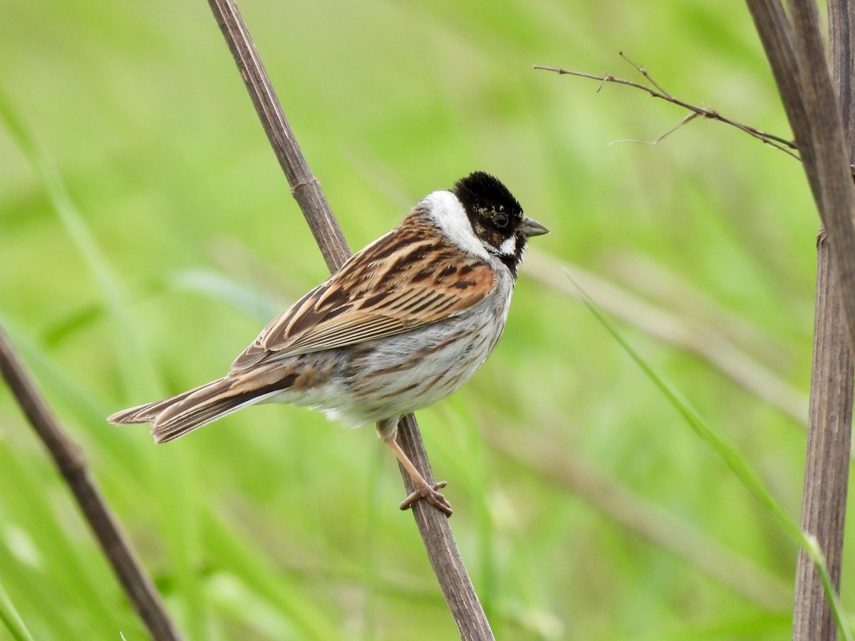 Reed Bunting - Caroline Quinn