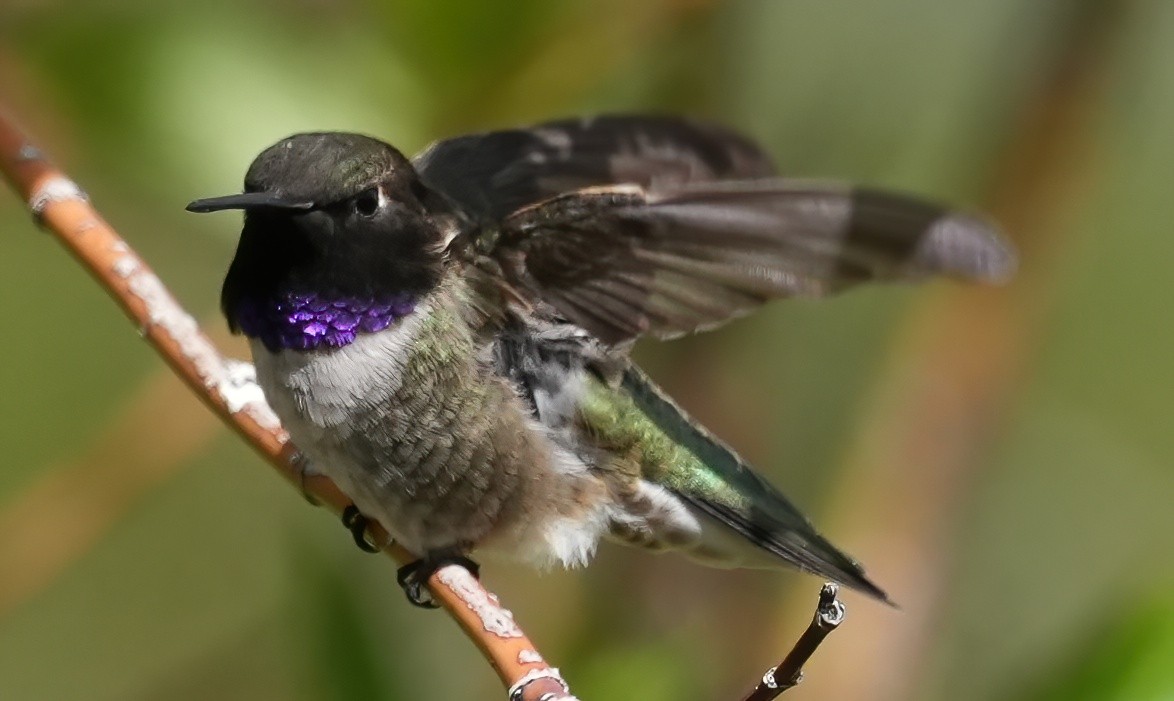 Black-chinned Hummingbird - ML619578606