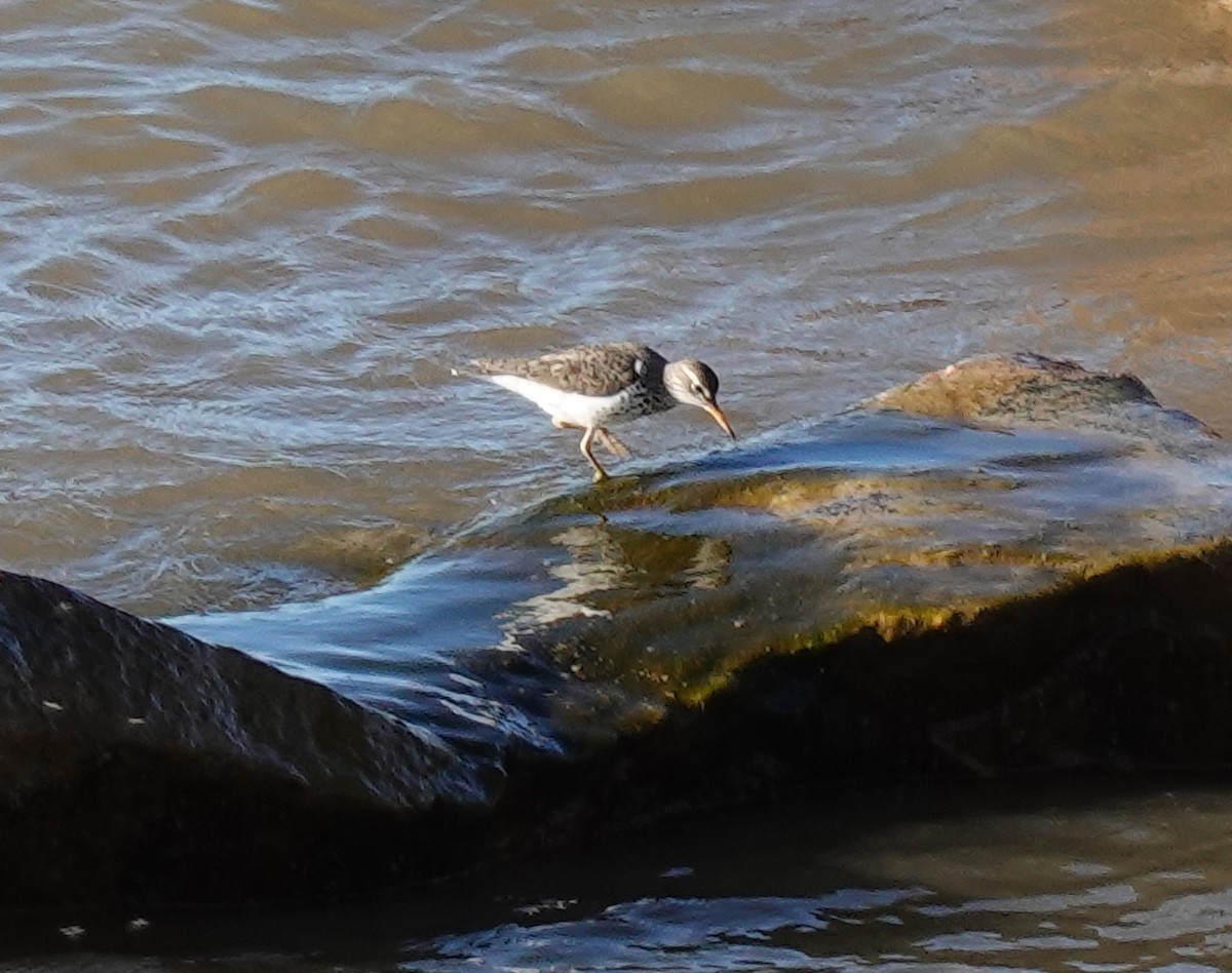 Spotted Sandpiper - Judith Huf