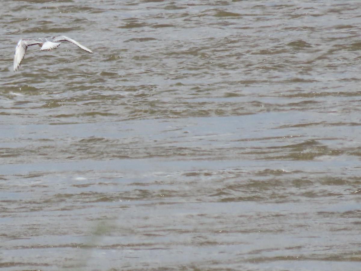 Bonaparte's Gull - douglas diekman