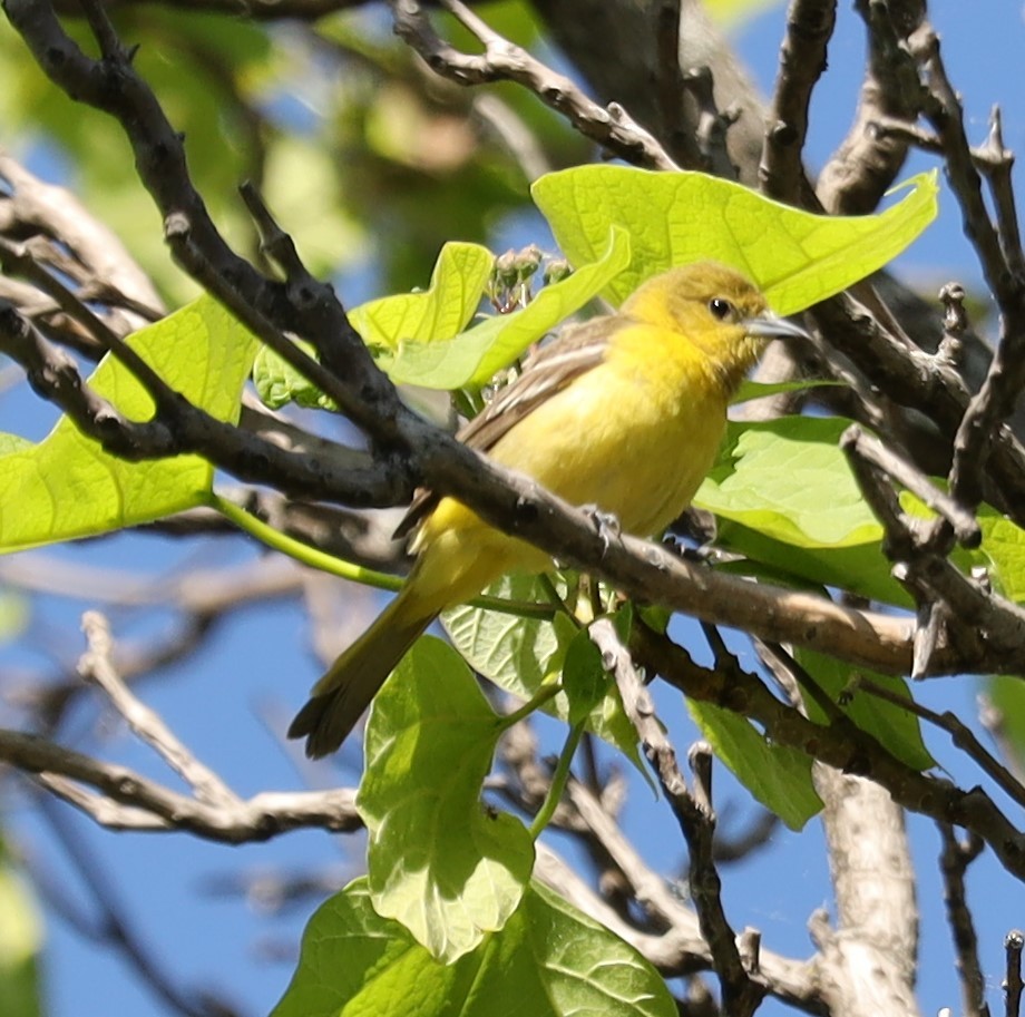 Orchard Oriole - Eric Ginsburg