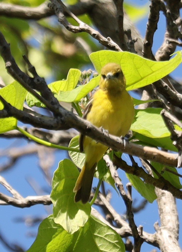 Orchard Oriole - Eric Ginsburg