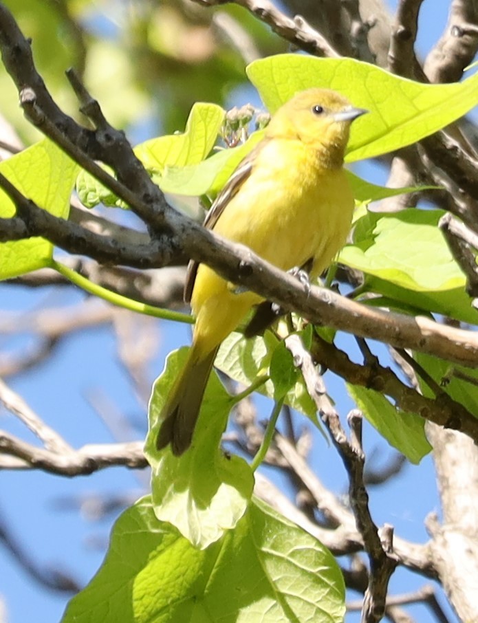 Orchard Oriole - Eric Ginsburg