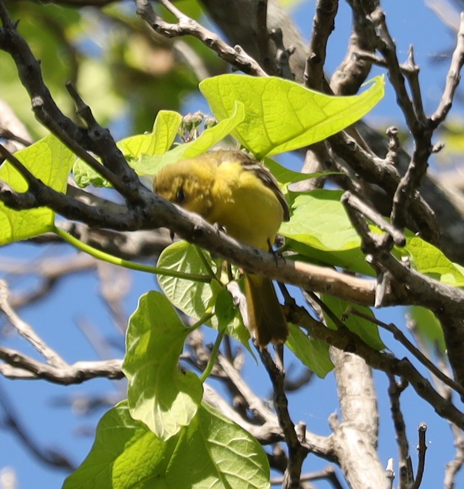 Orchard Oriole - Eric Ginsburg