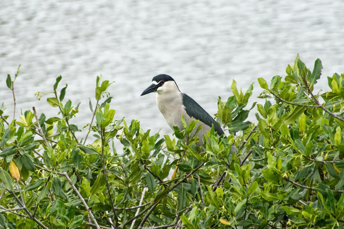 Black-crowned Night Heron - Omar Pineda