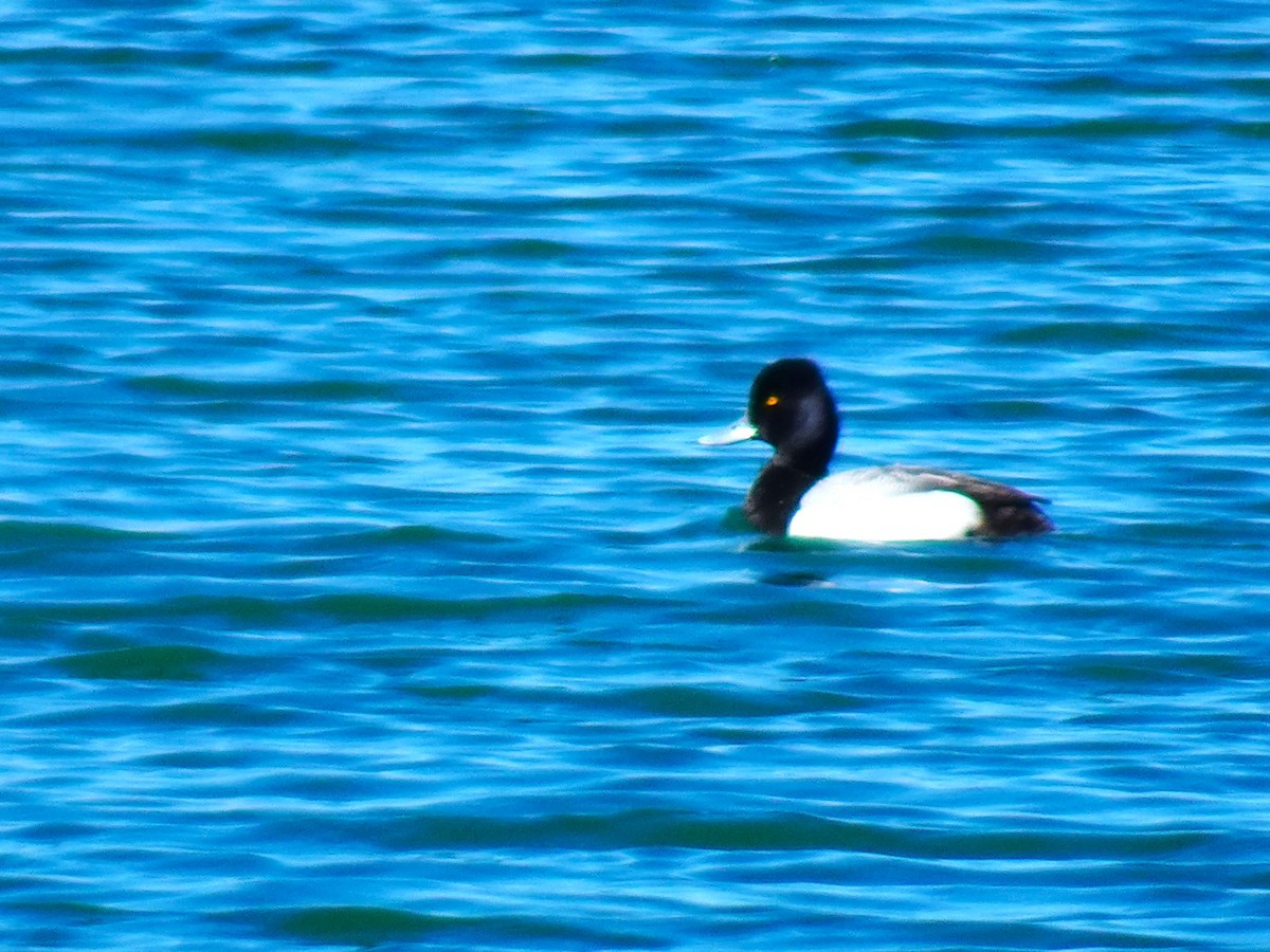 Lesser Scaup - ami horowitz