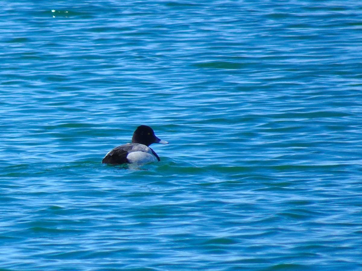 Lesser Scaup - ami horowitz