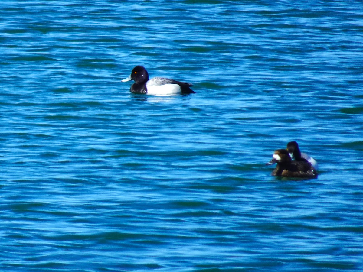 Lesser Scaup - ami horowitz