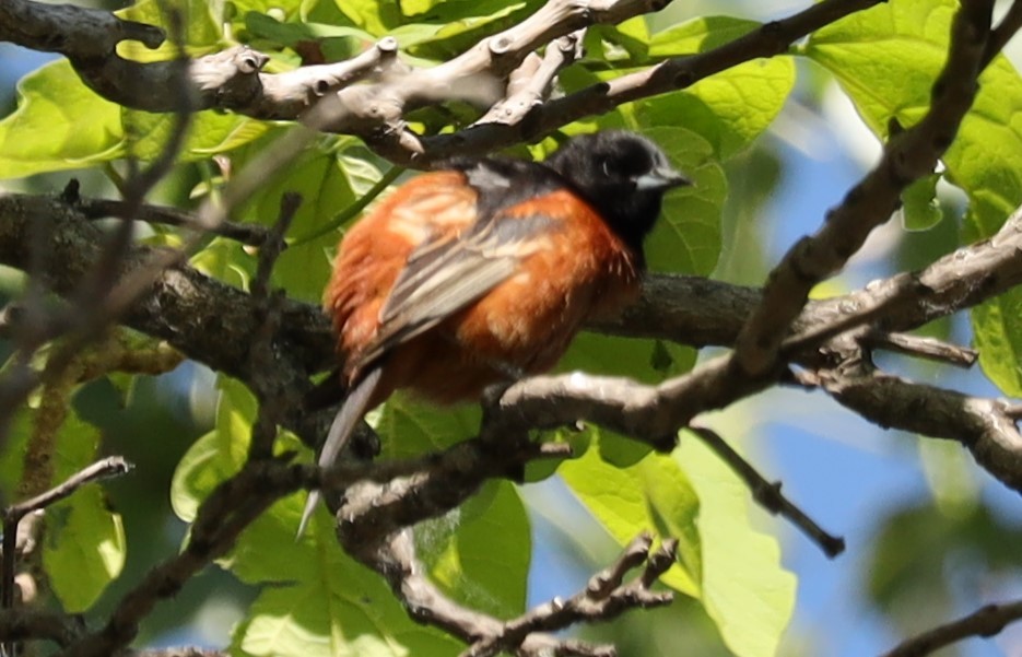 Orchard Oriole - Eric Ginsburg