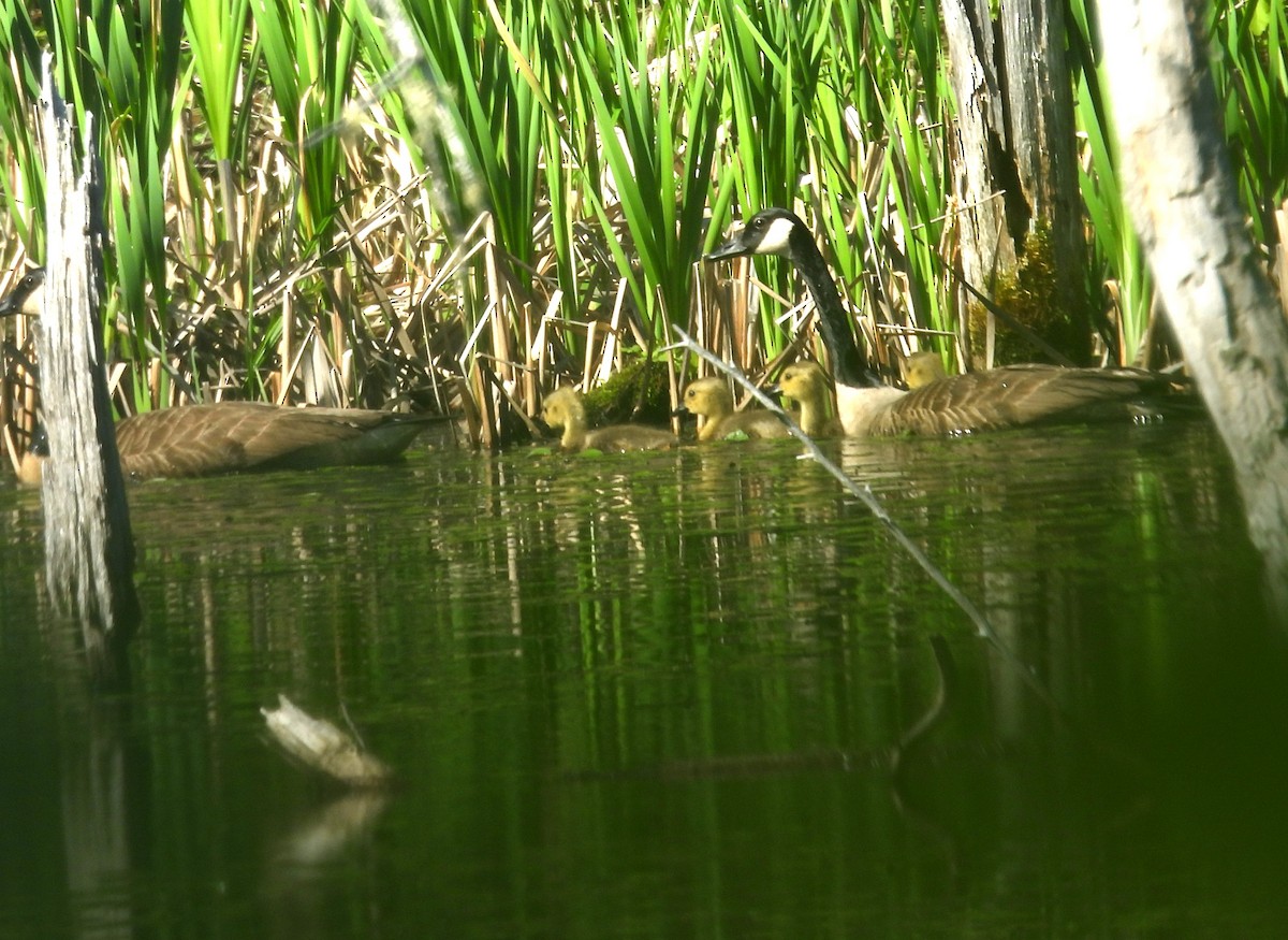 Canada Goose - Glenn Hodgkins