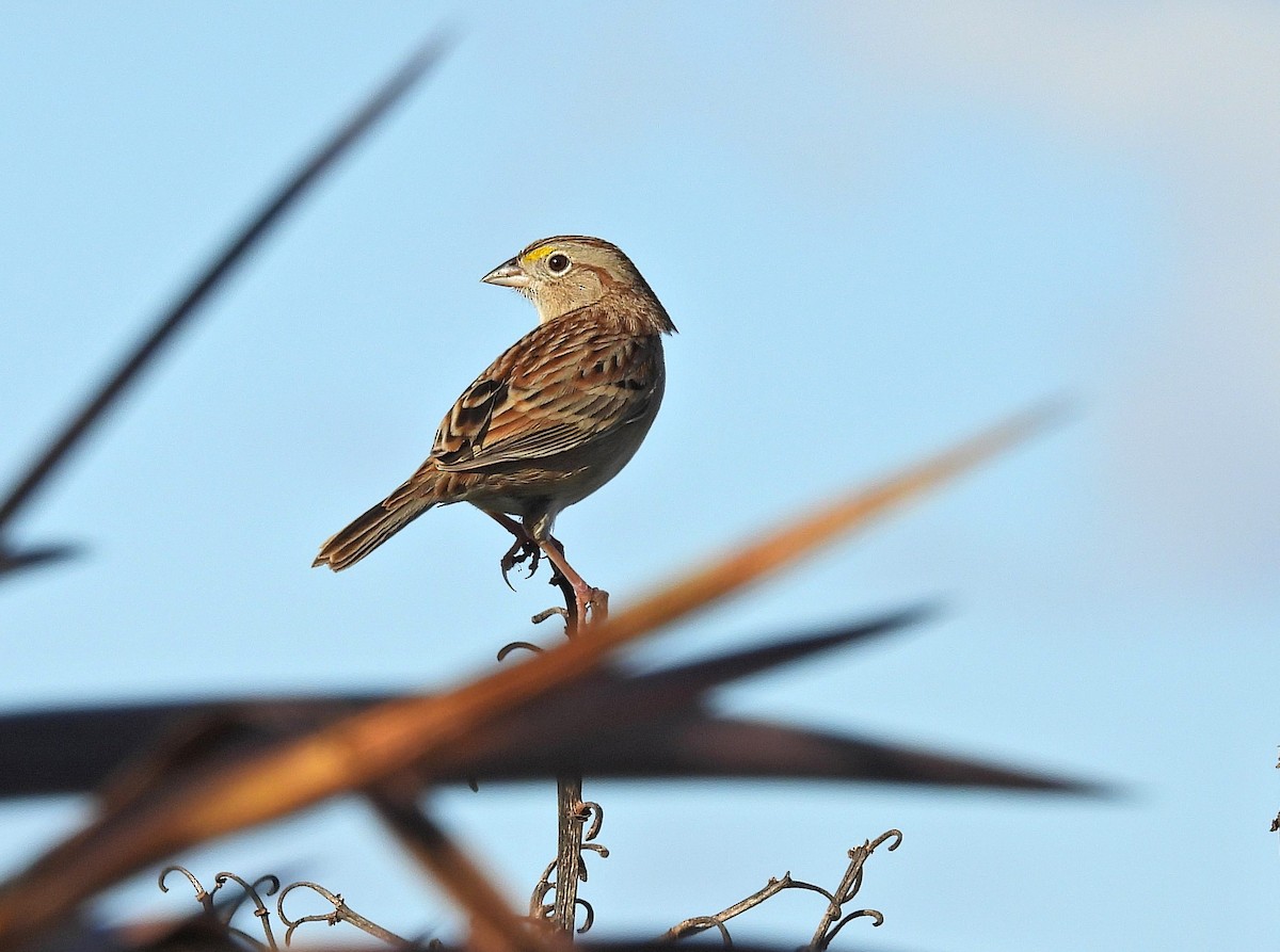 Grassland Sparrow - Hugo Valderrey