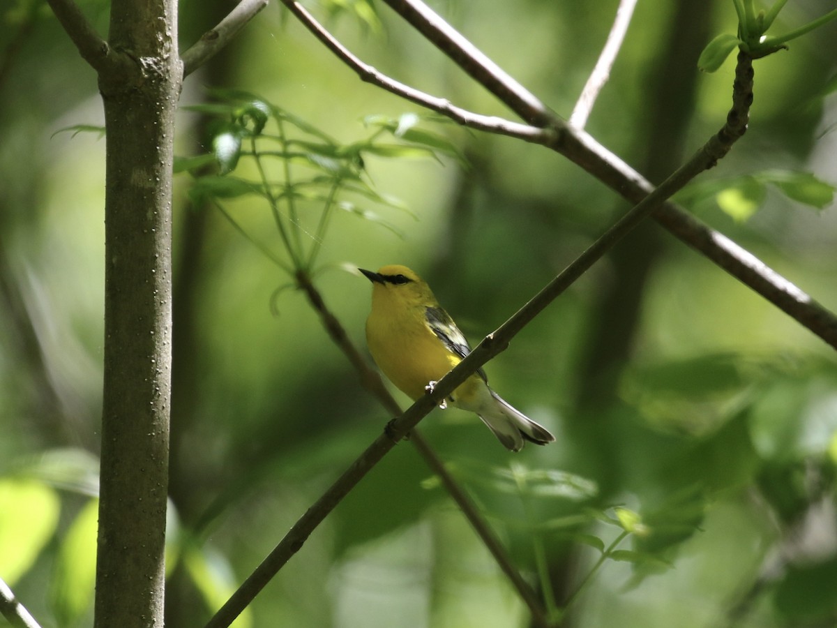 Blue-winged Warbler - Mary Backus