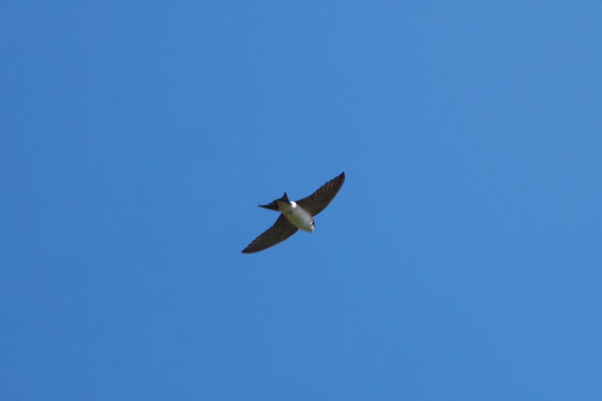 Western House-Martin - Luis Manso