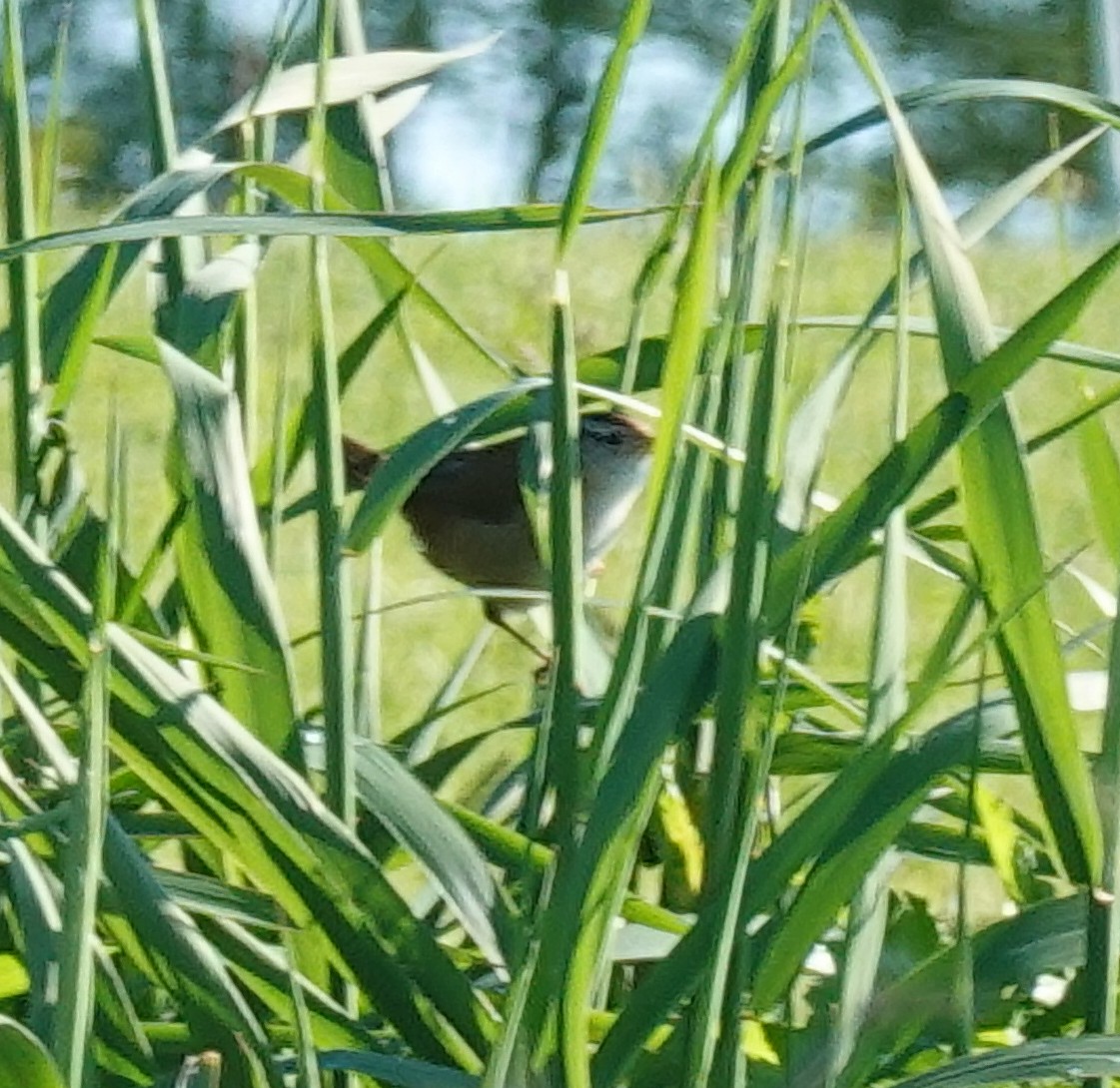 Sedge Wren - Judith Huf