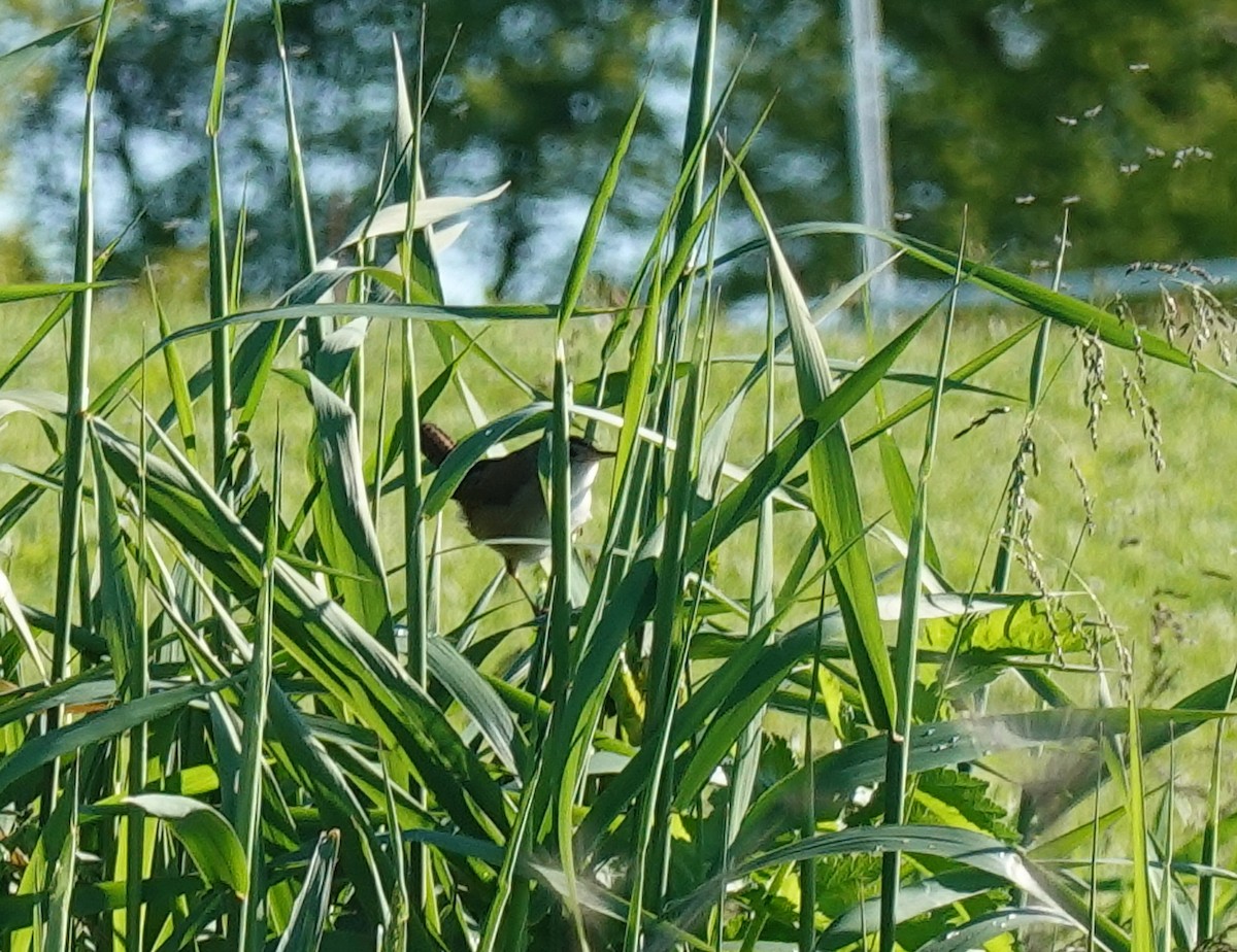 Sedge Wren - ML619578634