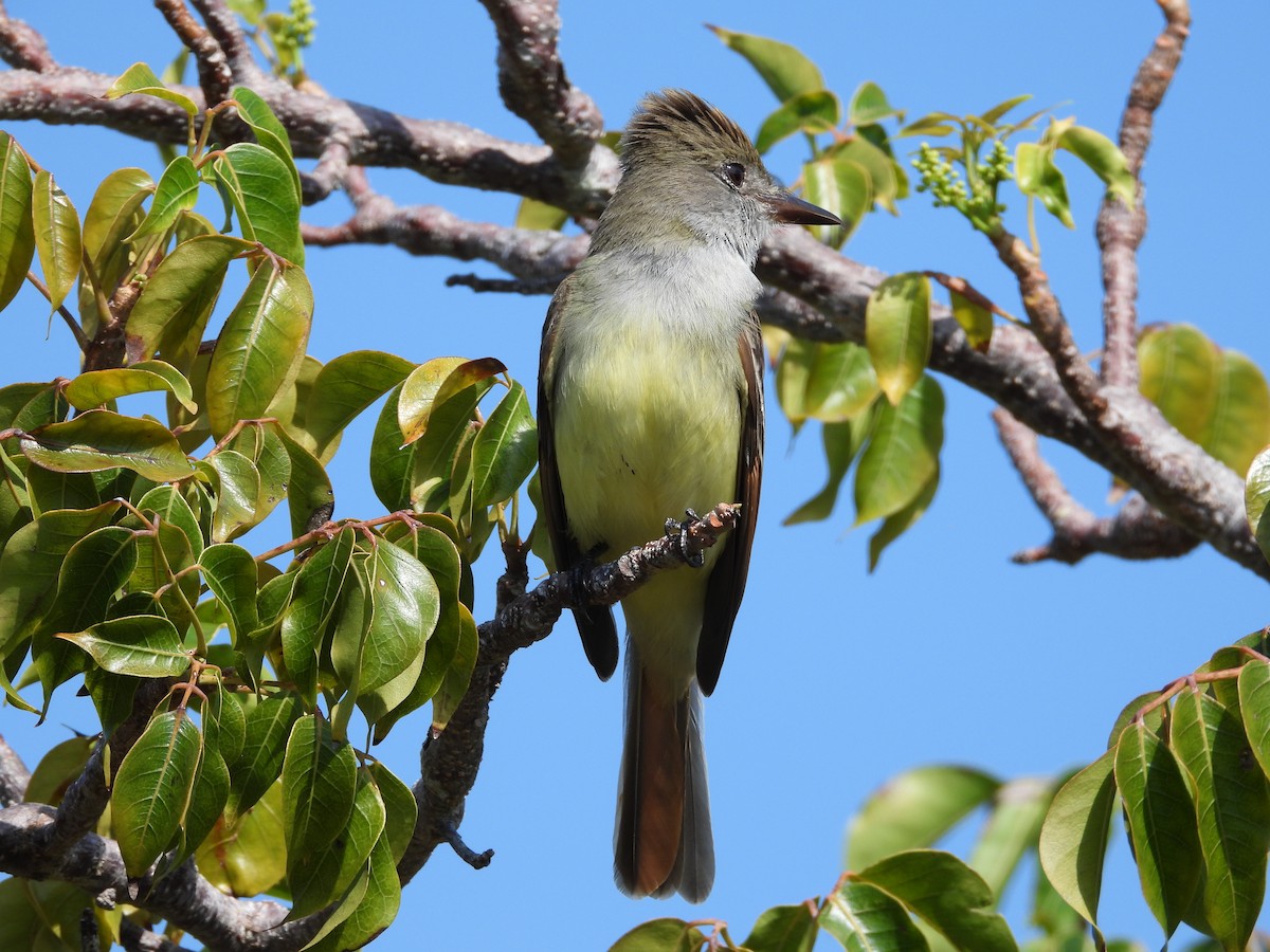 Great Crested Flycatcher - Amy Grimm