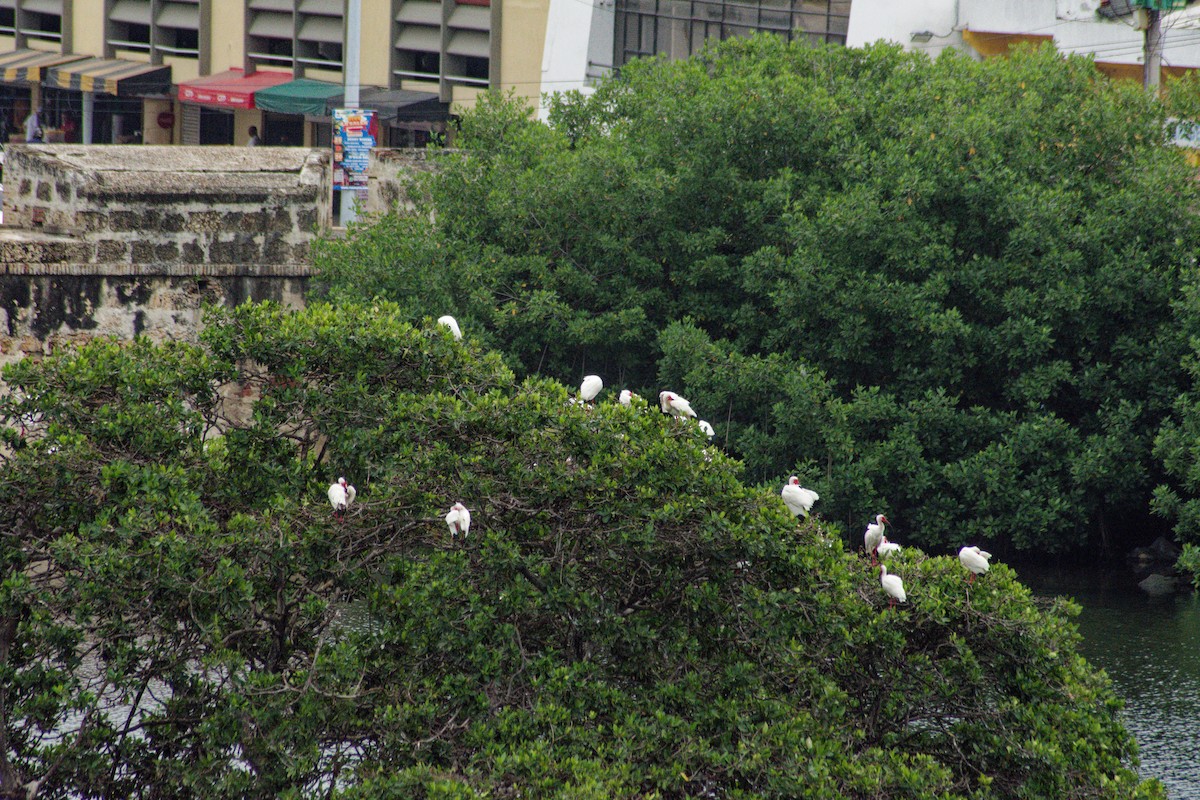 White Ibis - Omar Pineda