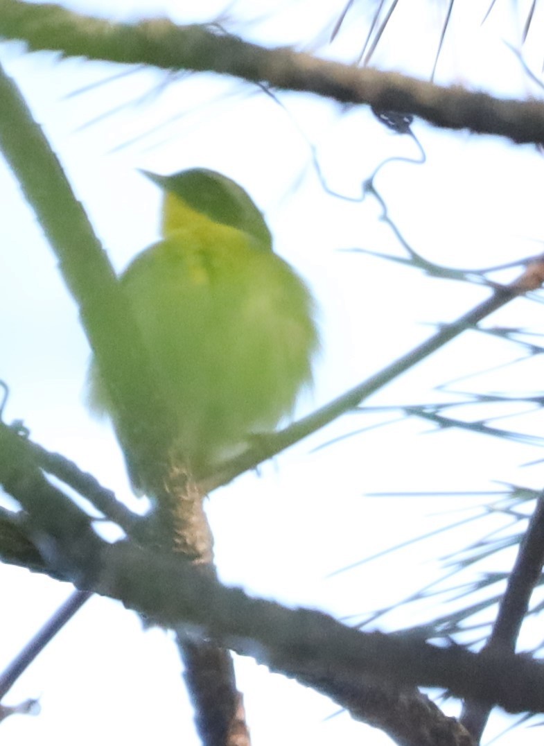 Common Yellowthroat - Eric Ginsburg