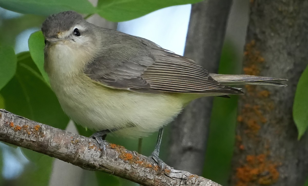 Warbling Vireo - Georges Kleinbaum