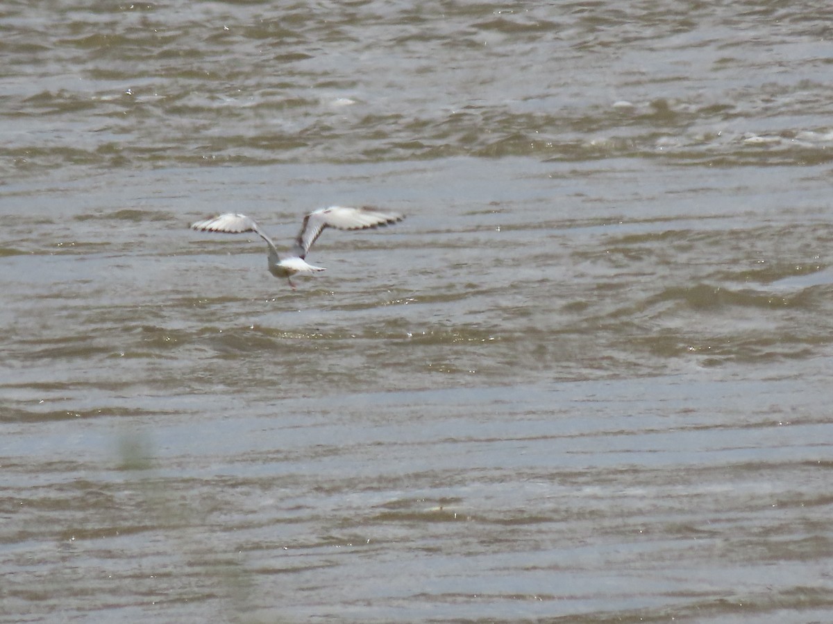 Bonaparte's Gull - douglas diekman