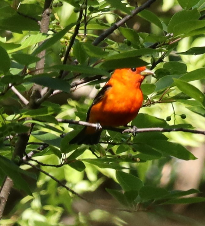 Scarlet Tanager - Eric Ginsburg