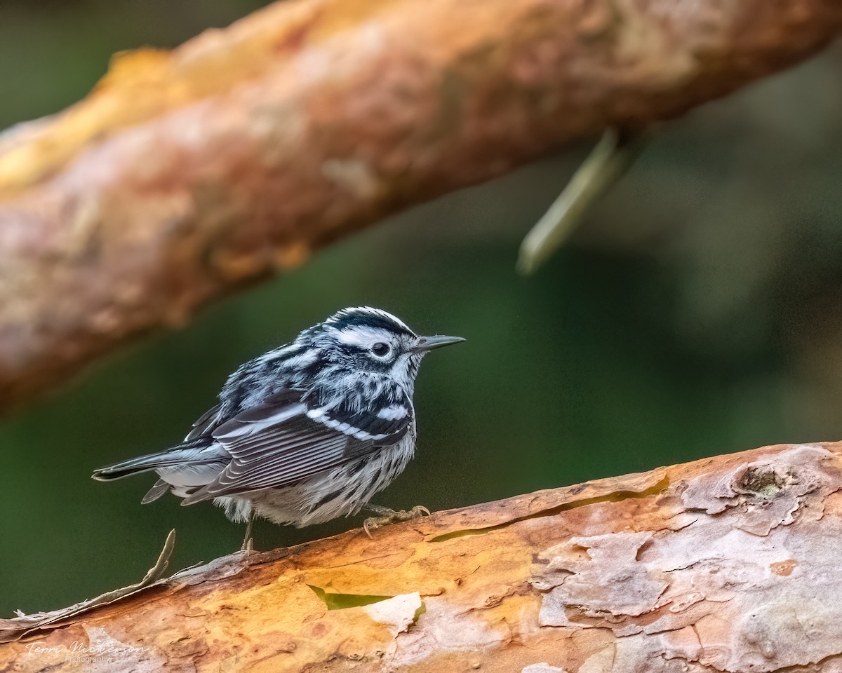 Black-and-white Warbler - ML619578653