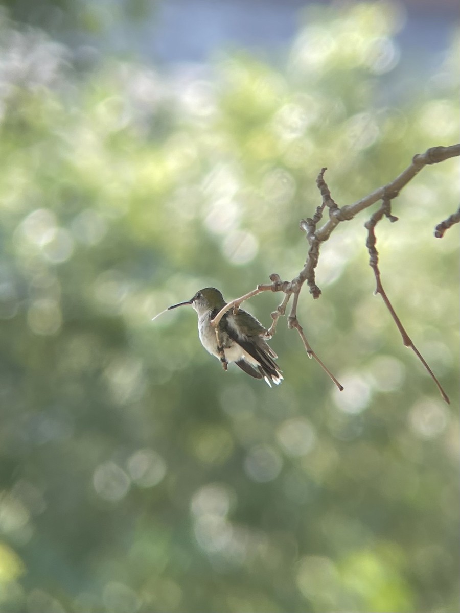 Ruby-throated Hummingbird - James Kachline