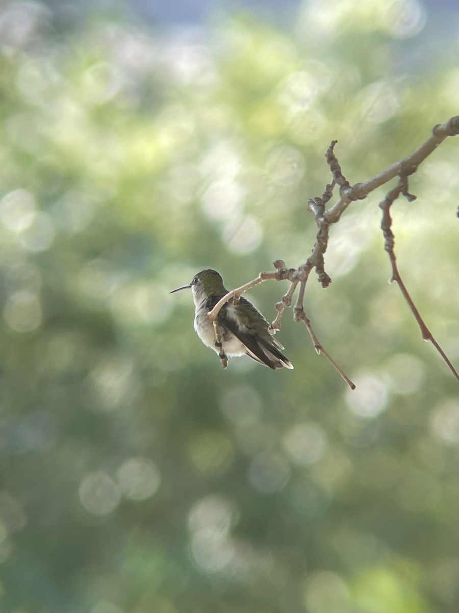 Ruby-throated Hummingbird - James Kachline