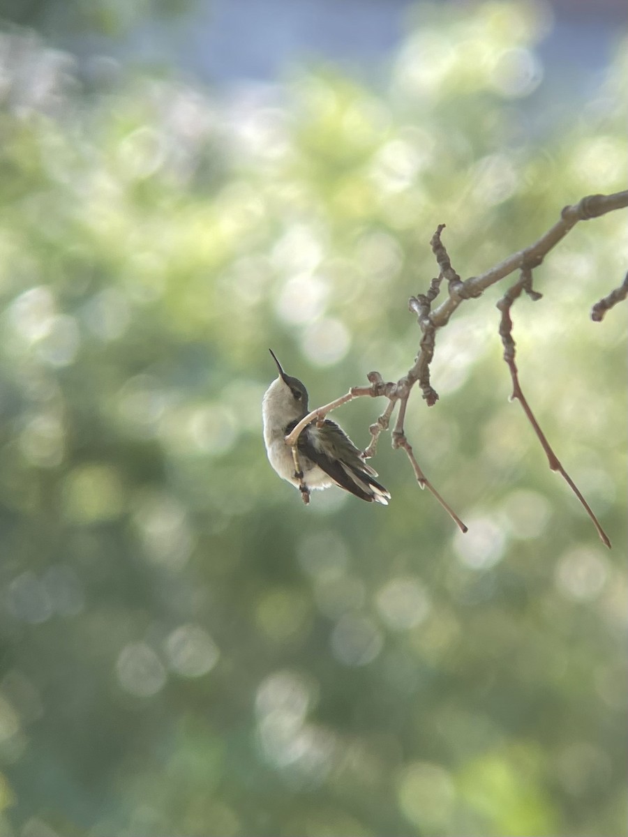 Ruby-throated Hummingbird - James Kachline