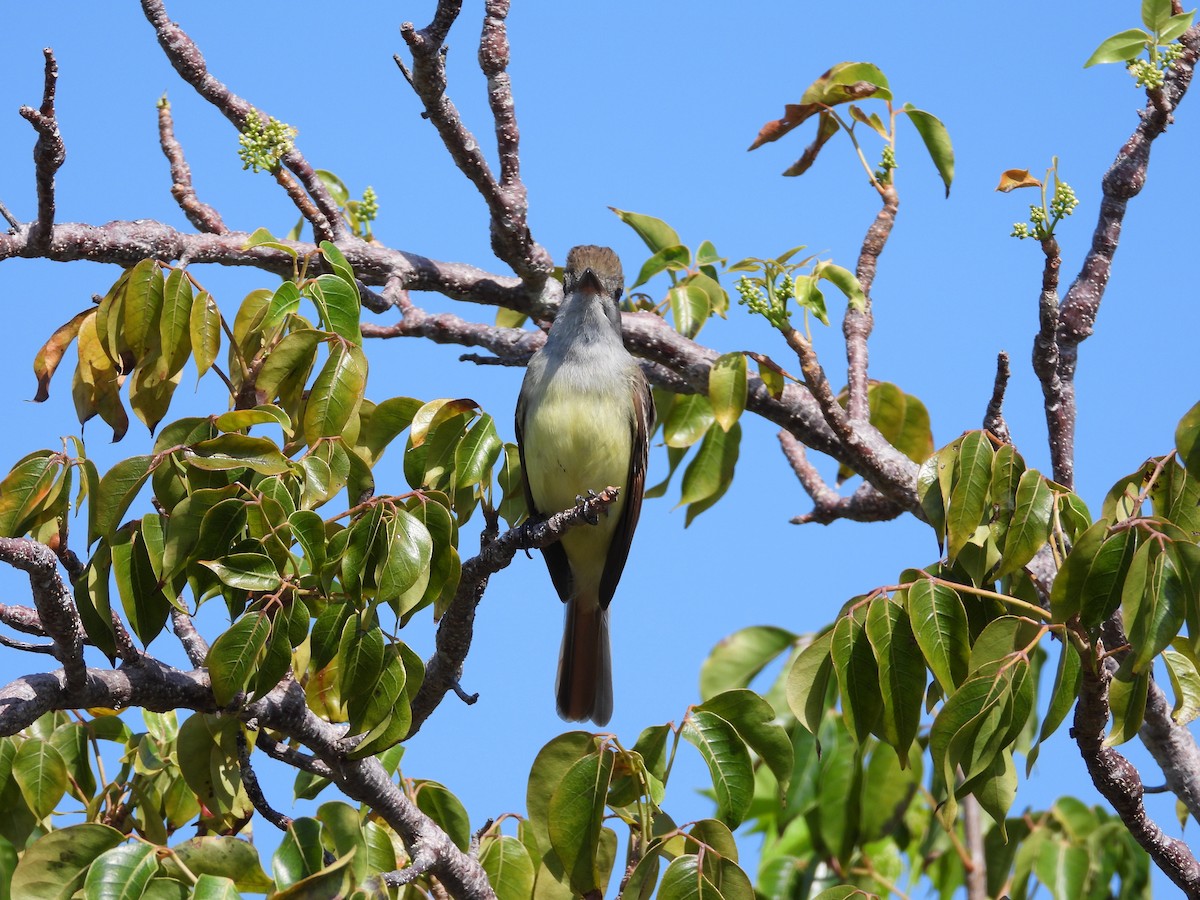 Great Crested Flycatcher - Amy Grimm