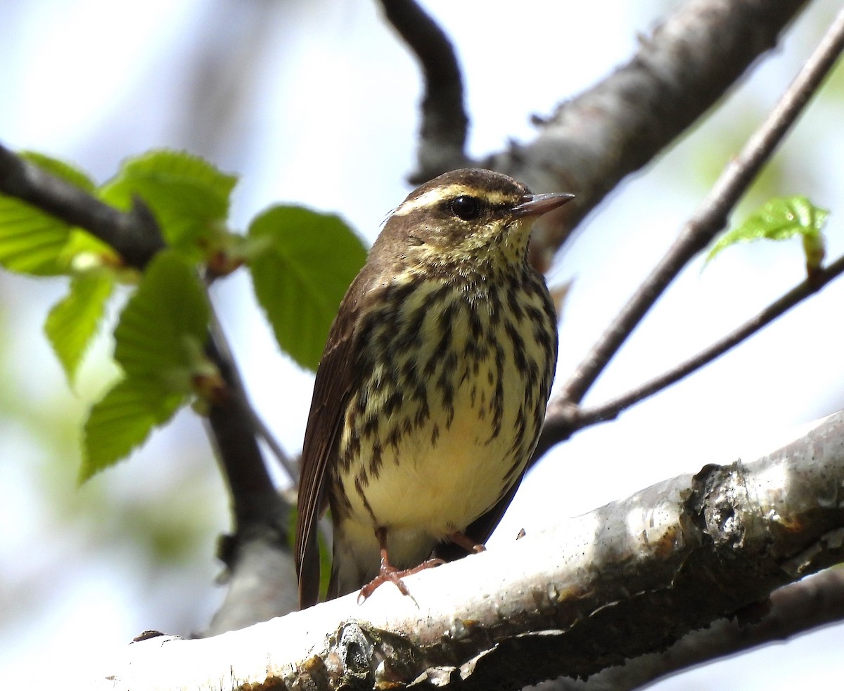 Northern Waterthrush - Manon Côté