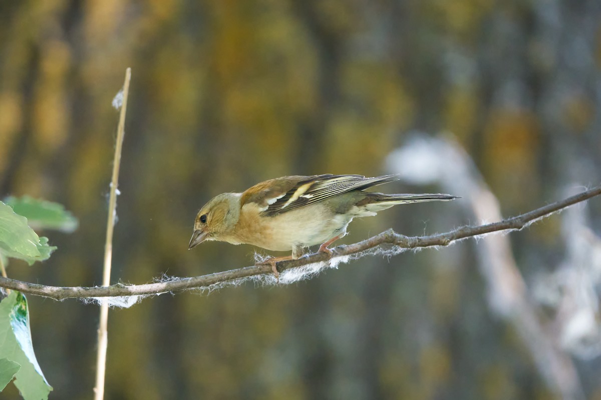 Common Chaffinch - Luis Manso