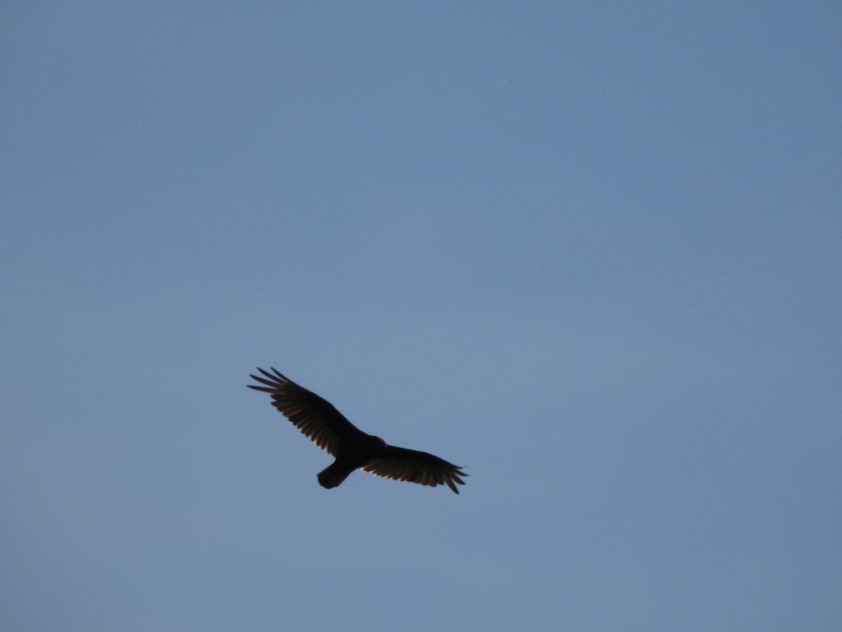 Turkey Vulture - Megan Kozub