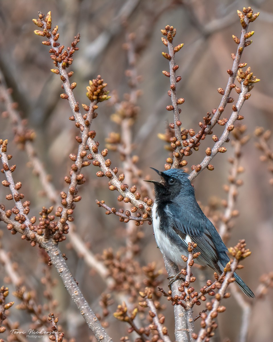 Black-throated Blue Warbler - Terri Nickerson