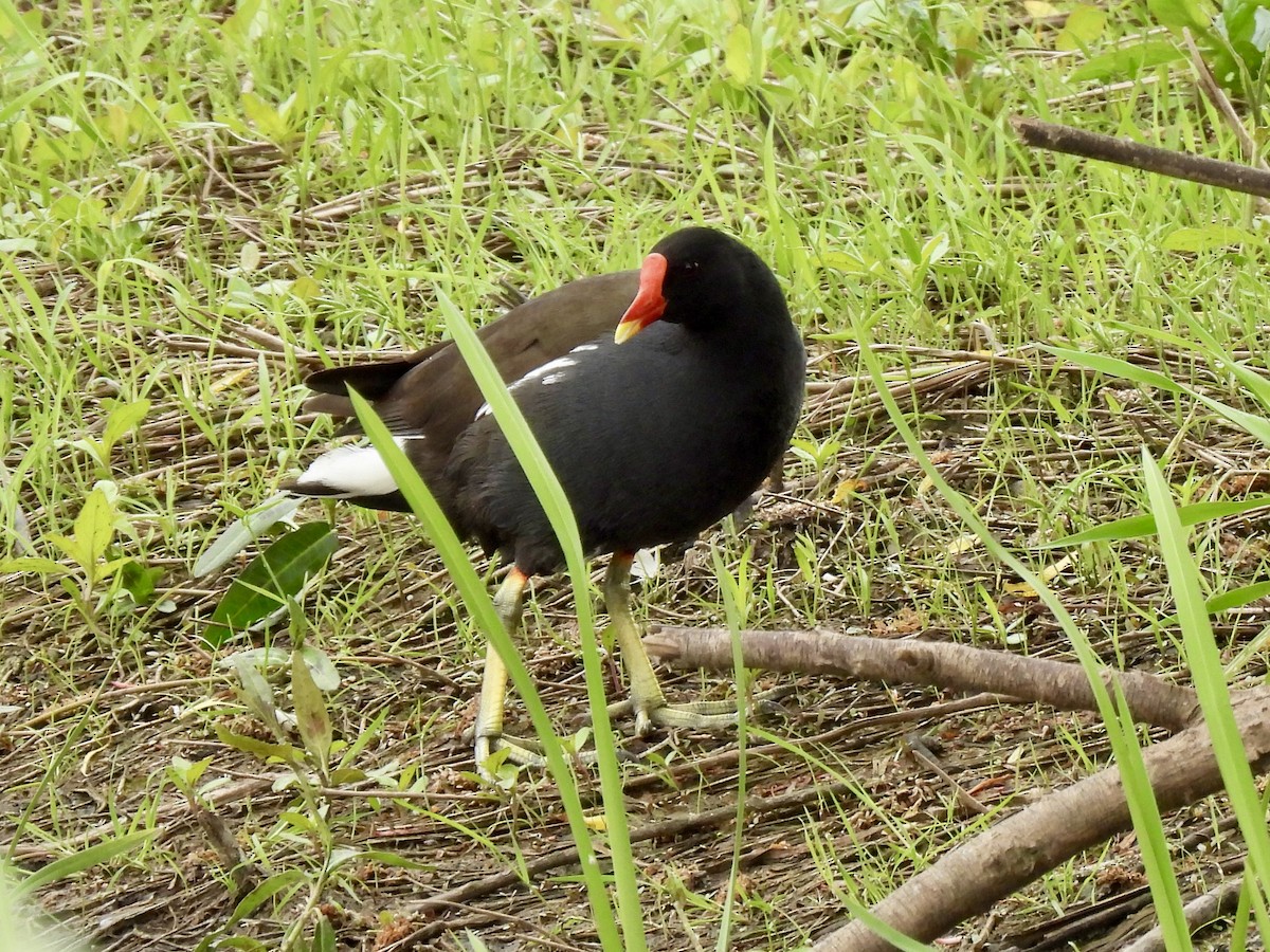 Eurasian Moorhen - Caroline Quinn