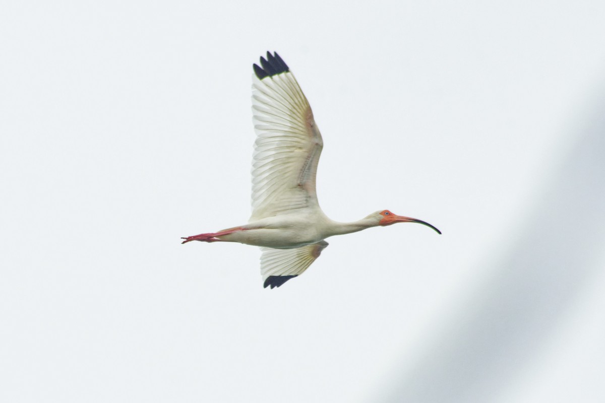 White Ibis - Omar Pineda