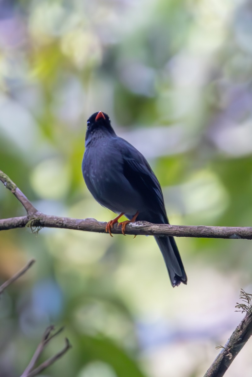 Black-faced Solitaire - Mason Flint