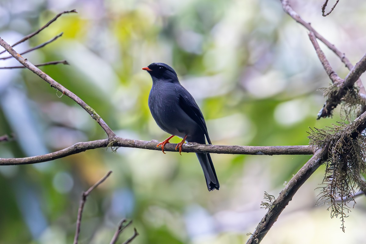 Black-faced Solitaire - Mason Flint