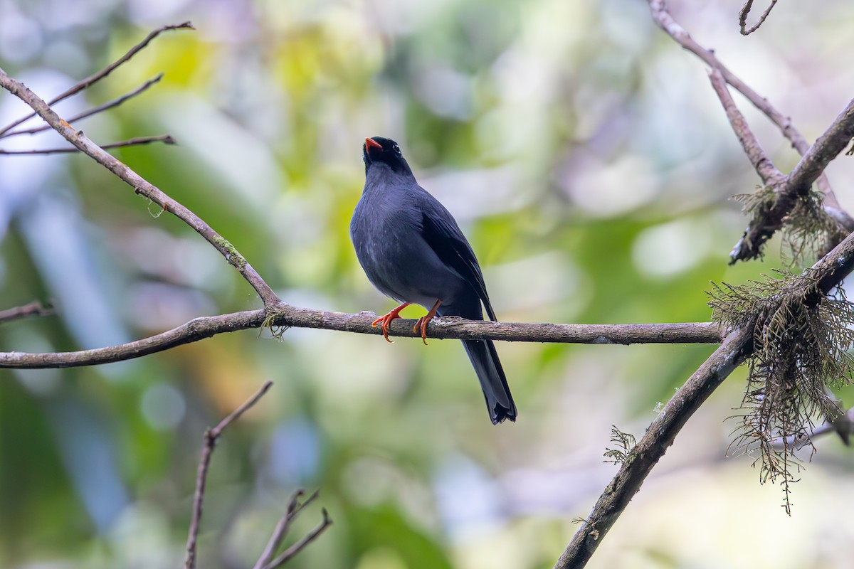 Black-faced Solitaire - Mason Flint