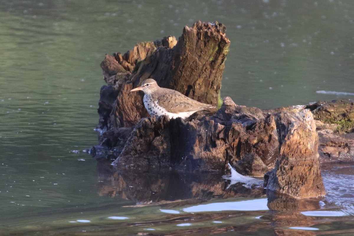 Spotted Sandpiper - Clancey Deel