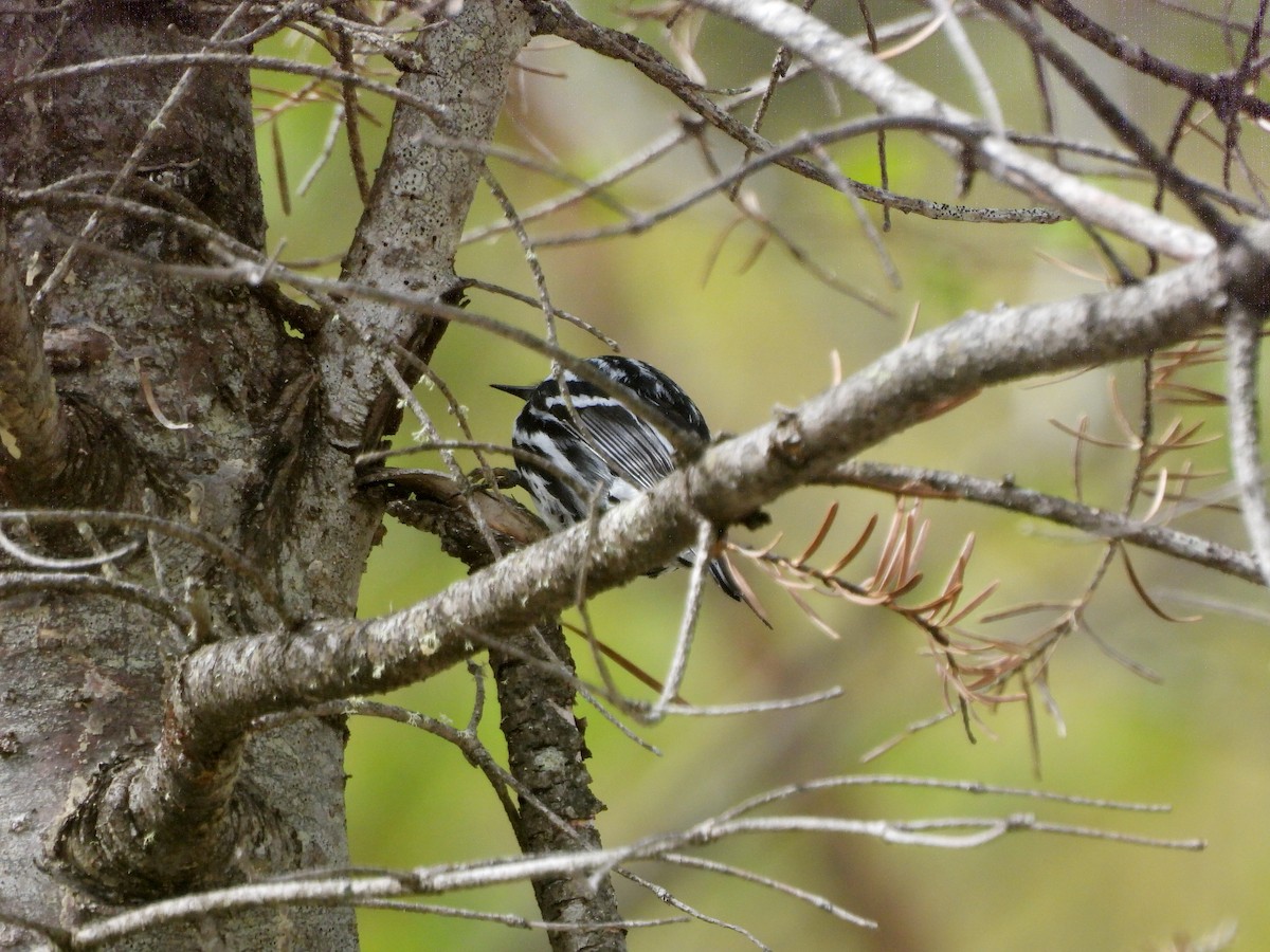 Black-and-white Warbler - Manon Côté