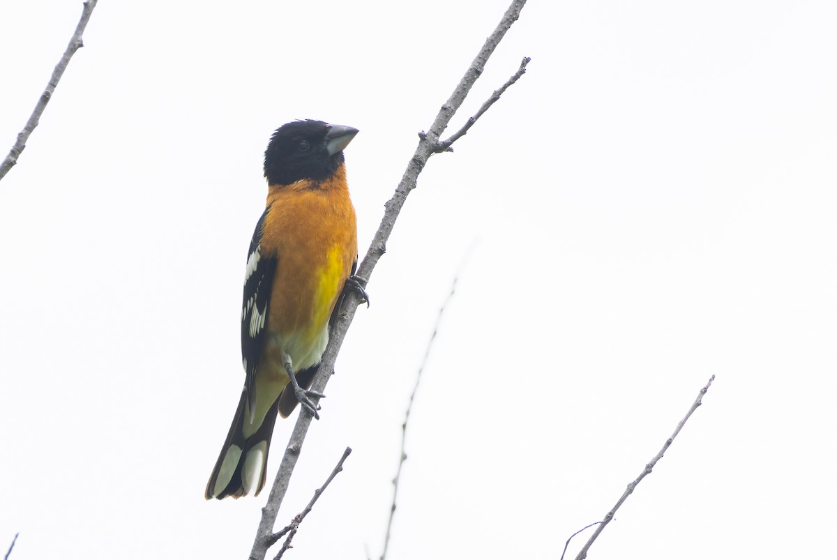 Black-headed Grosbeak - Gavin McKinnon