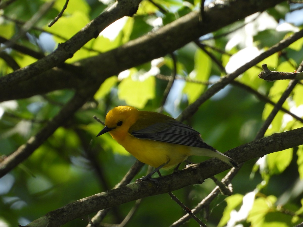 Prothonotary Warbler - Michael Gullo