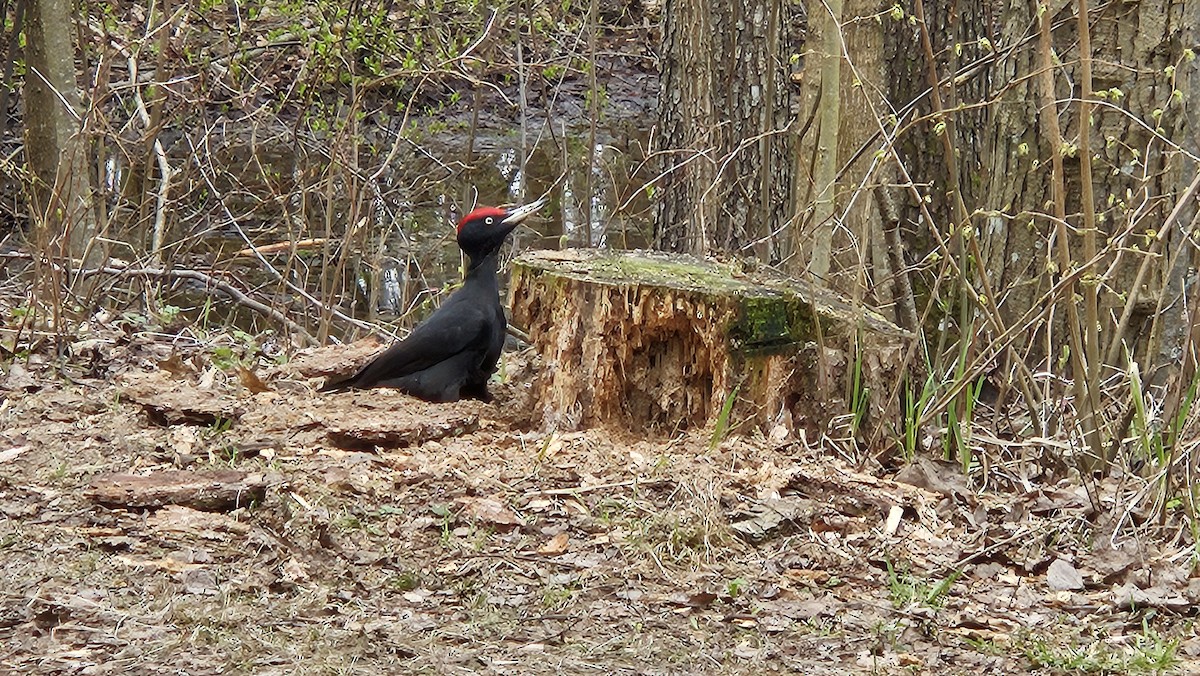 Black Woodpecker - Elia D