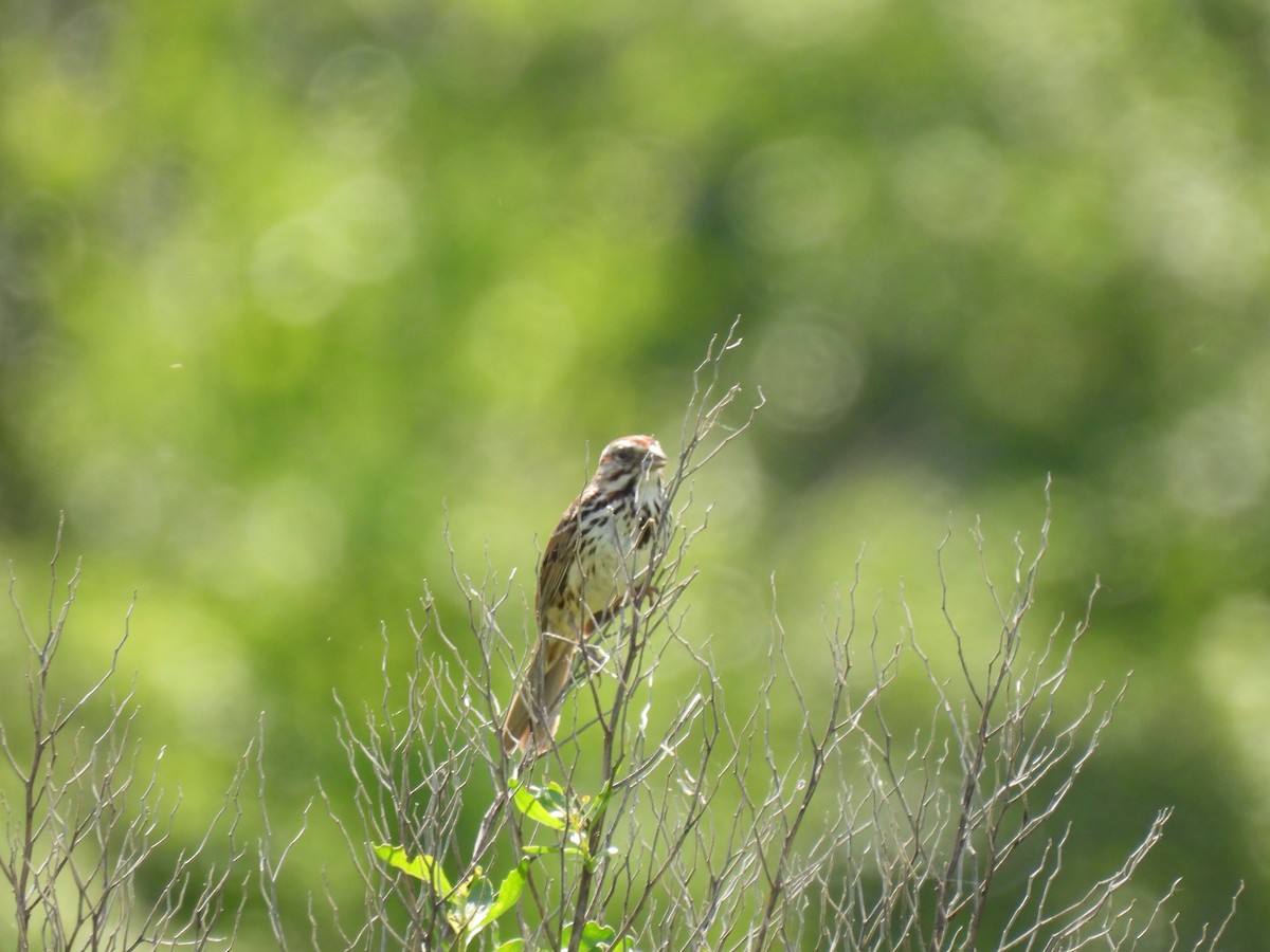 Song Sparrow - Megan Kozub