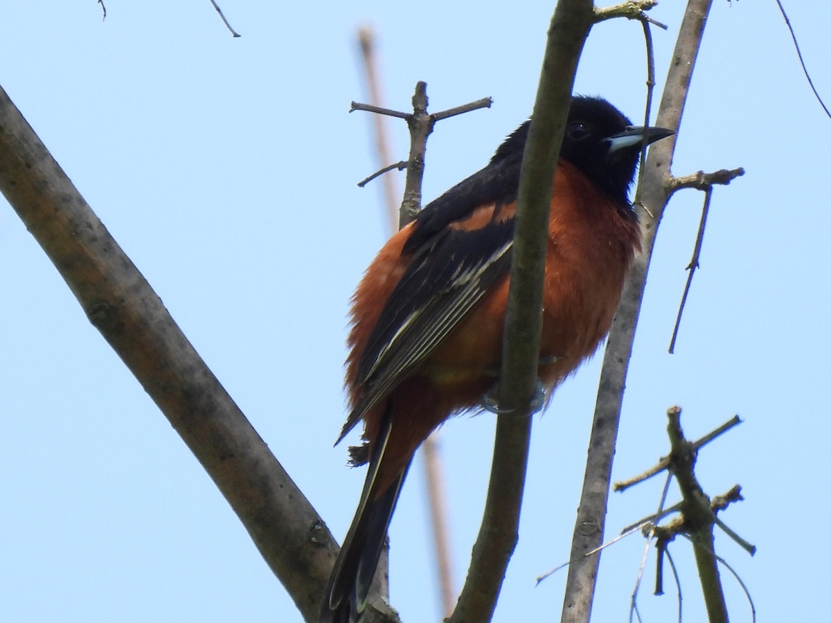 Orchard Oriole - ML619578738