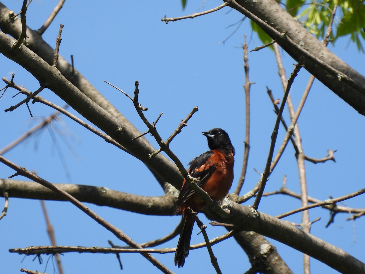 Orchard Oriole - ML619578740